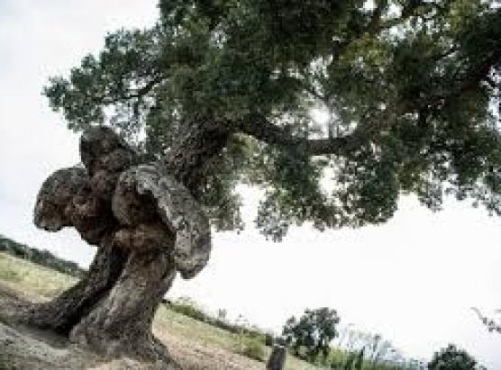 Un querciu di Bavella in cumpetizione per l’arburu di l’annata 2025