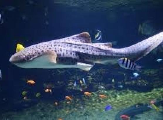 Pulemica ingiru à u trasferimentu di pesciucani