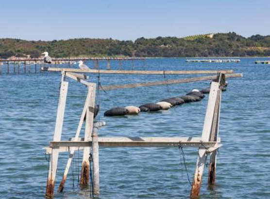 A pesca è a vendita di cunchiglie di Diana torna suspese