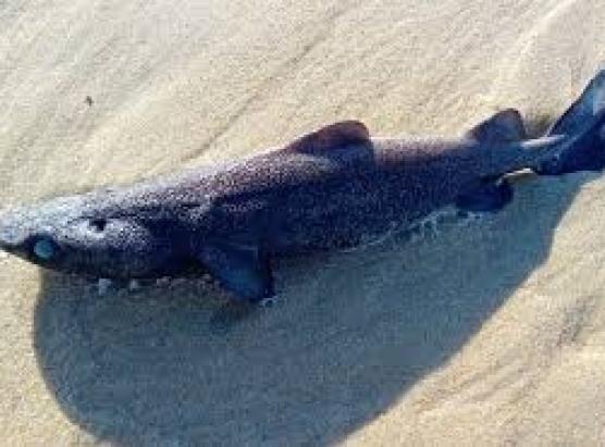 Un squalu ritrovu mortu in linguizzetta