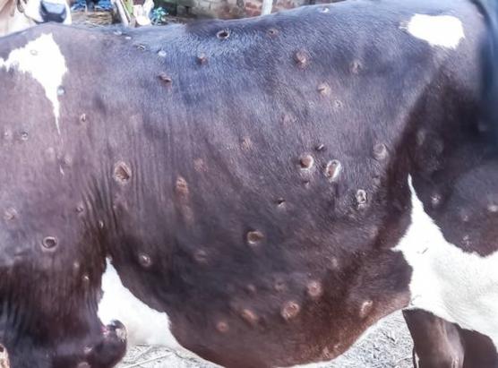 Trè novi casi di dermatosa nodularia in Sardegna