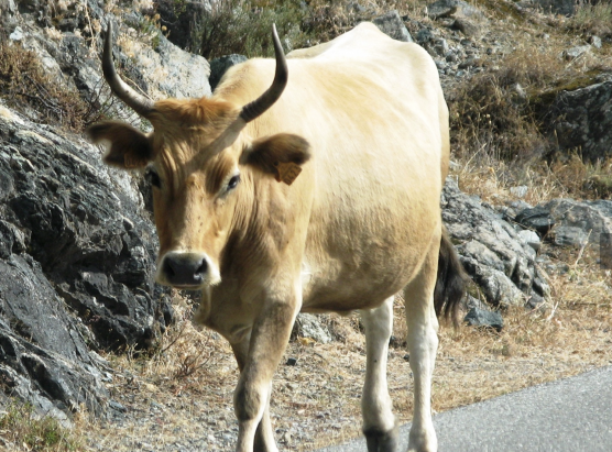 Ghjunta d’una malatia vaccina in Corsica