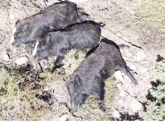 Cignali tombi è abbandunati nant’à u GR 20