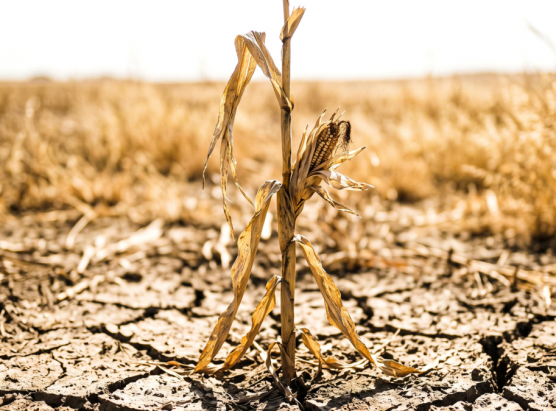 Crisa agricula :  a chjama di l’agricultura corsa à una mubilizazione 