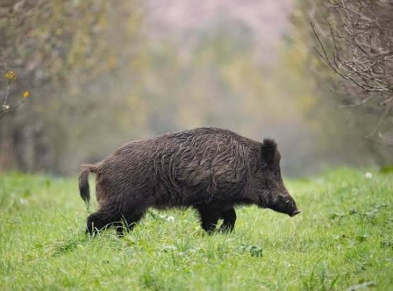 A caccia fora di lege di cignali dinunziata ind’a Gravona