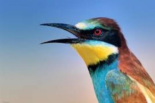 Podcast Les oiseaux migrateurs - CPIE A Rinascita  - CCCV