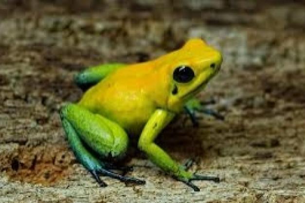 Podcast Les amphibiens - 709