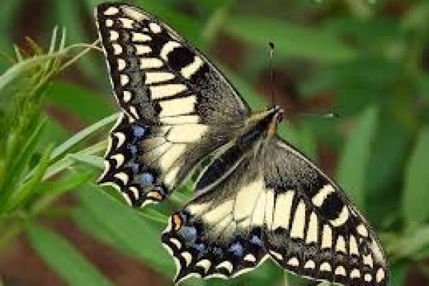 Podcast Les papillons - CPIE A Rinascita  - CCCV - 721