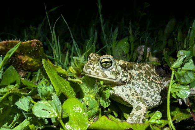 Podcast Le crapaud vert des Baleares - CPIE A Rinascita - CCCV - 741