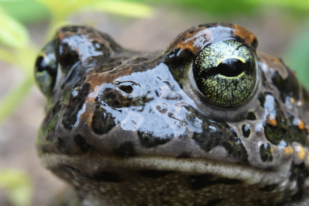 Podcast Le crapaud vert des Baleares (partie 2) - CPIE A Rinascita - CCCV - 764