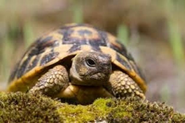 Podcast Tortue Hermann (partie 1) - CPIE A Rinascita - CCCV - 784