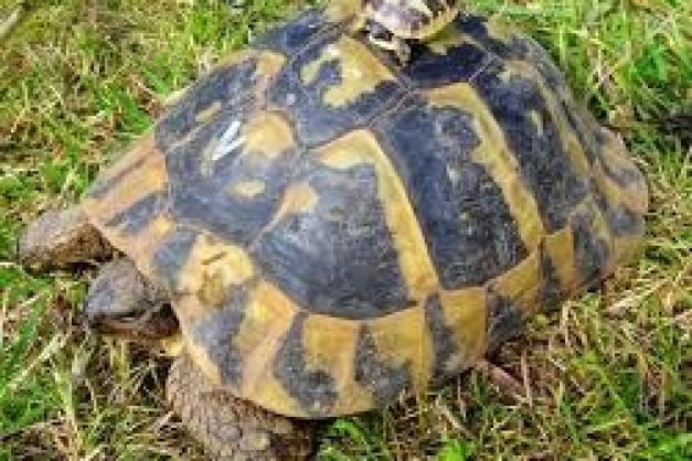 Podcast Tortue Hermann (partie 2) - CPIE A Rinascita - CCCV - 792