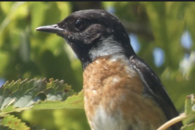 Podcast Scuperta di l'acelli in Talasani è Festa di a natura in Linguizzetta - 795