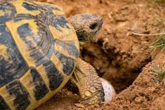 Podcast Tortue Hermann (partie 3) - CPIE A Rinascita - CCCV - 807